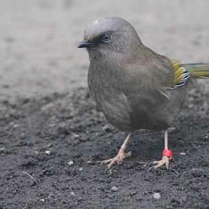 Elliot's Laughingthrush (Garrulax elliotii)