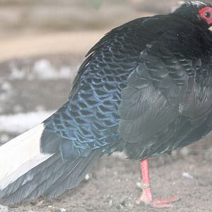 Vietnamese Pheasant (Lophura hatinhensis)