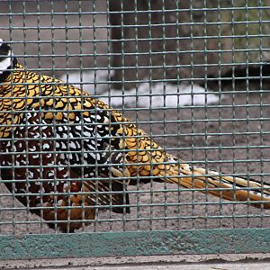 Reeves's Pheasant (Syrmaticus reevesii) 1-0