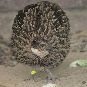 Koklass Pheasant (Pucrasia macrolopha) 0-1