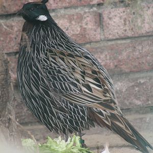 Koklass Pheasant (Pucrasia macrolopha) 1-0