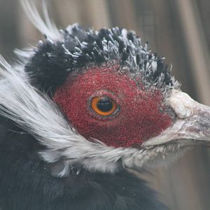 Brown-eared Pheasant (Crossoptilon mantchuricum) 1-0