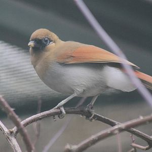 Chestnut-winged Laughingthrush (Garrulax berthemyi)