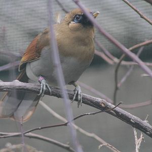 Chestnut-winged Laughingthrush (Garrulax berthemyi)