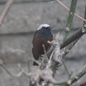 Güldenstädt's Redstart (Phoenicurus erythrogastrus) aka White-winged Redsta