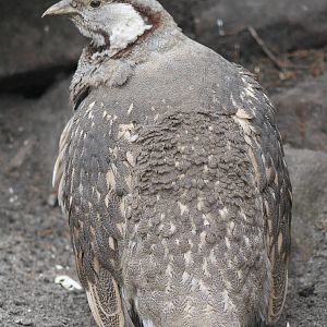 Himalayan Snowcock (Tetraogallus himalayensis)