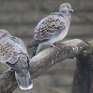 Oriental Turtle Dove (Streptopelia orientalis)