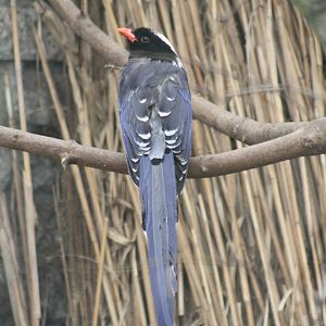 Red-billed Blue Magpie (Urocissa erythrorhyncha)