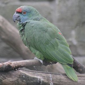 Bodinus' Amazon (Amazona festiva bodini)