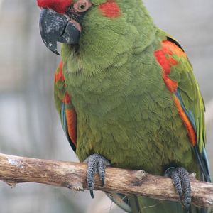 Red-fronted Macaw (Ara rubrogenys)
