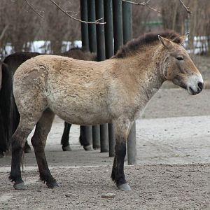 Przewalski's Horse (Equus ferus przewalskii)