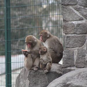 Japanese Macaque (Macaca fuscat)