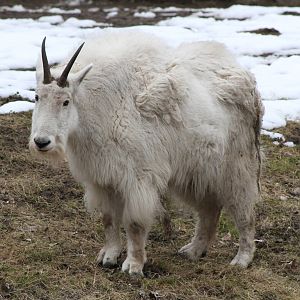 Rocky Mountain Goat (Oreamnos americanus)
