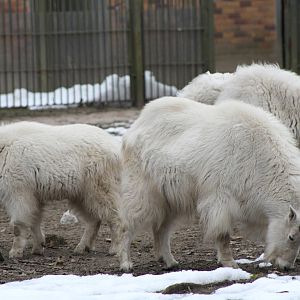 Rocky Mountain Goat (Oreamnos americanus)