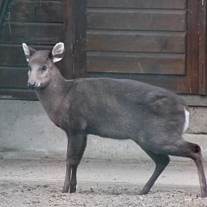 East Chinese Tufted Deer (Elaphodus cephalophus michianus)