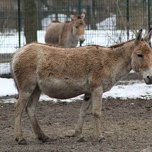 Turkmenian Kulan (Equus hemionus kulan)