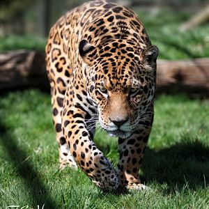 male jaguar