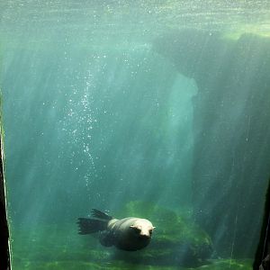 Zoo am Meer - Fur seal underwater viewing