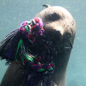 Zoo am Meer - Fur seal