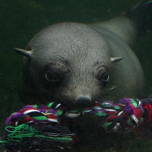 Zoo am Meer - Fur seal