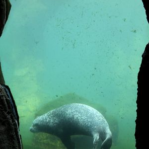 Zoo am Meer - Harbour seal underwater viewing