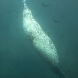 Zoo am Meer - Harbour seal