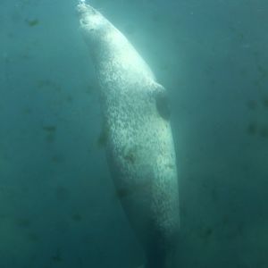 Zoo am Meer - Harbour seal