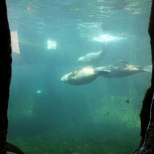 Zoo am Meer - Sea lion underwater viewing