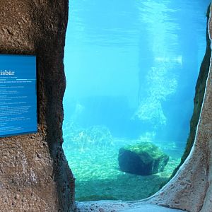 Zoo am Meer - Polar bear underwater viewing