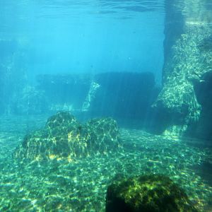 Zoo am Meer - Polar bear underwater viewing