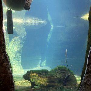 Zoo am Meer - Polar bear underwater viewing