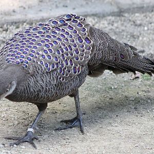 Grey peacock pheasant