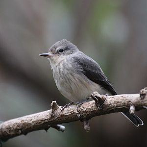 Vermilion Flycatcher (Pyrocephalus rubinus) female