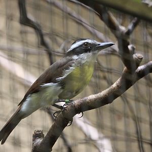Lesser Kiskadee (Philohydor lictor)