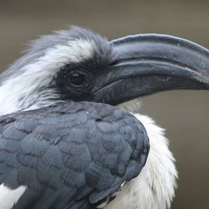 von der Decken´s hornbill
