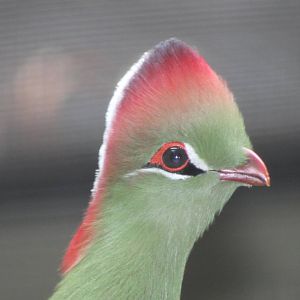 Fischer's turaco