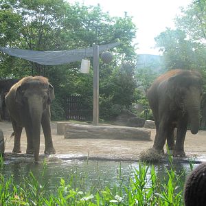 Asian Elephants - Jati and My-Thai