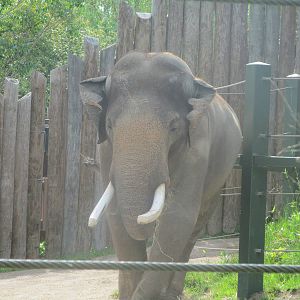 Sabu - Asian Elephant(Male)