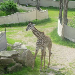 Maasai Giraffe - Lulu