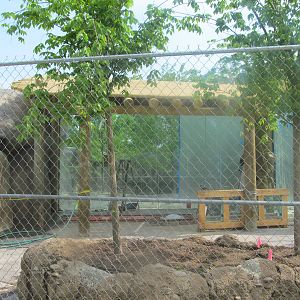African Lion construction (5/13)