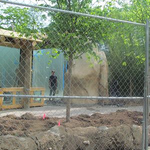 African Lion construction (5/13)