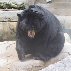 American Black Bear