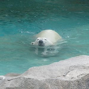 Polar Bear