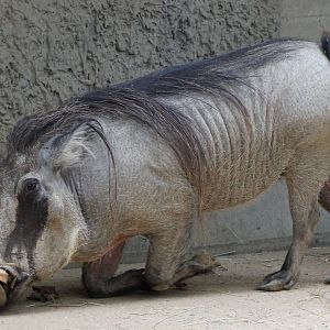 Proposal of marriage