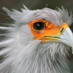secretary bird