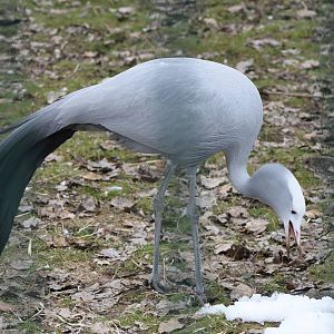 Blue Crane (Anthropoides paradiseus)