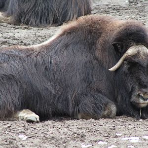 Alaska Musk Ox (Ovibos moschatus moschatus)