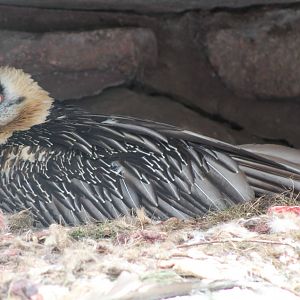 Bearded Vulture (Gypaetus barbatus)