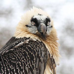 Bearded Vulture (Gypaetus barbatus)