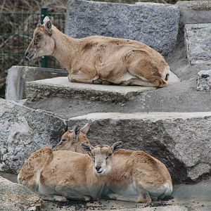 Afghan Urial (Ovis orientalis cycloceros)
